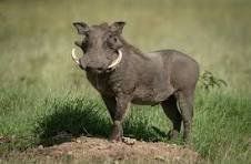 Zoos and Aquariums image